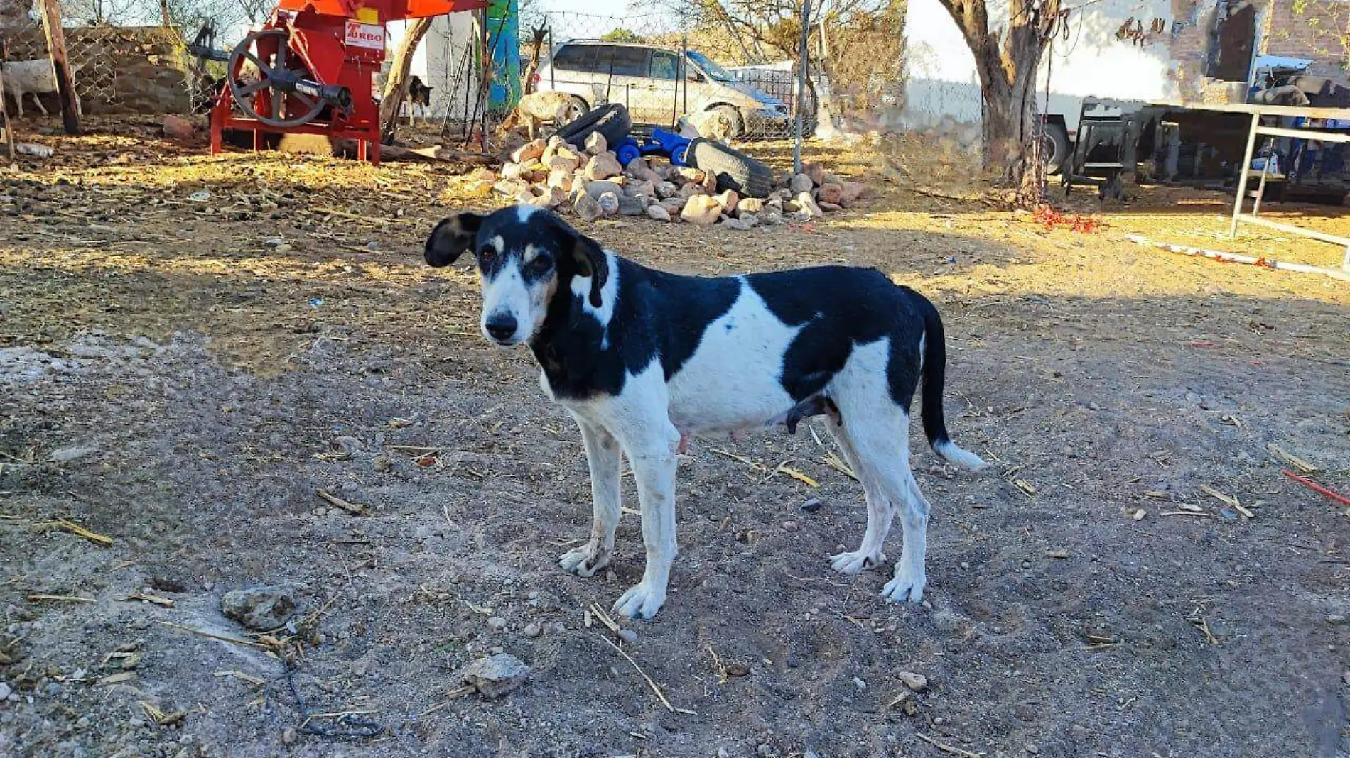 CONCIENTIZA CECAA SOBRE ESTERILIZAR A PERROS Y GATOS6